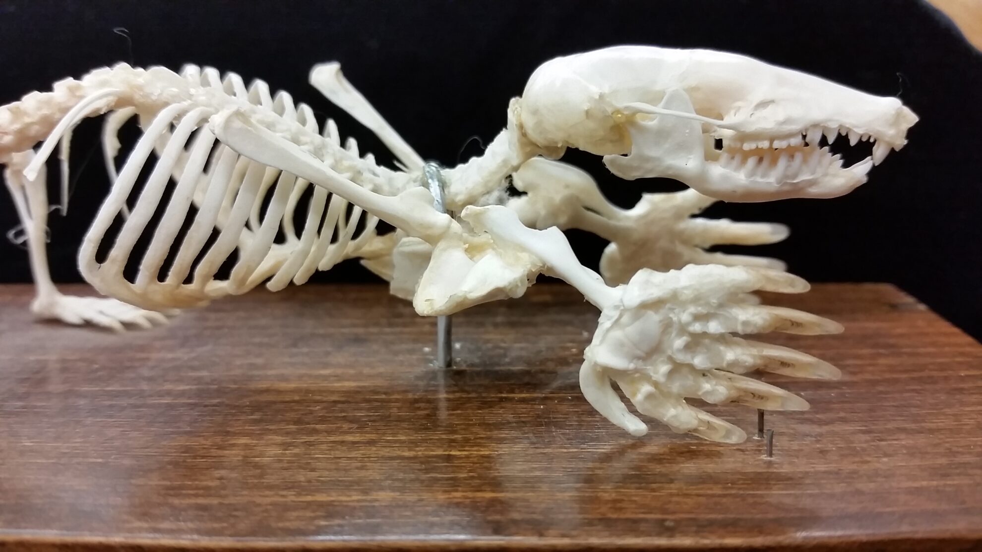 Skeletal Morphology And Locomotion Biomechanics The Mammal Lab