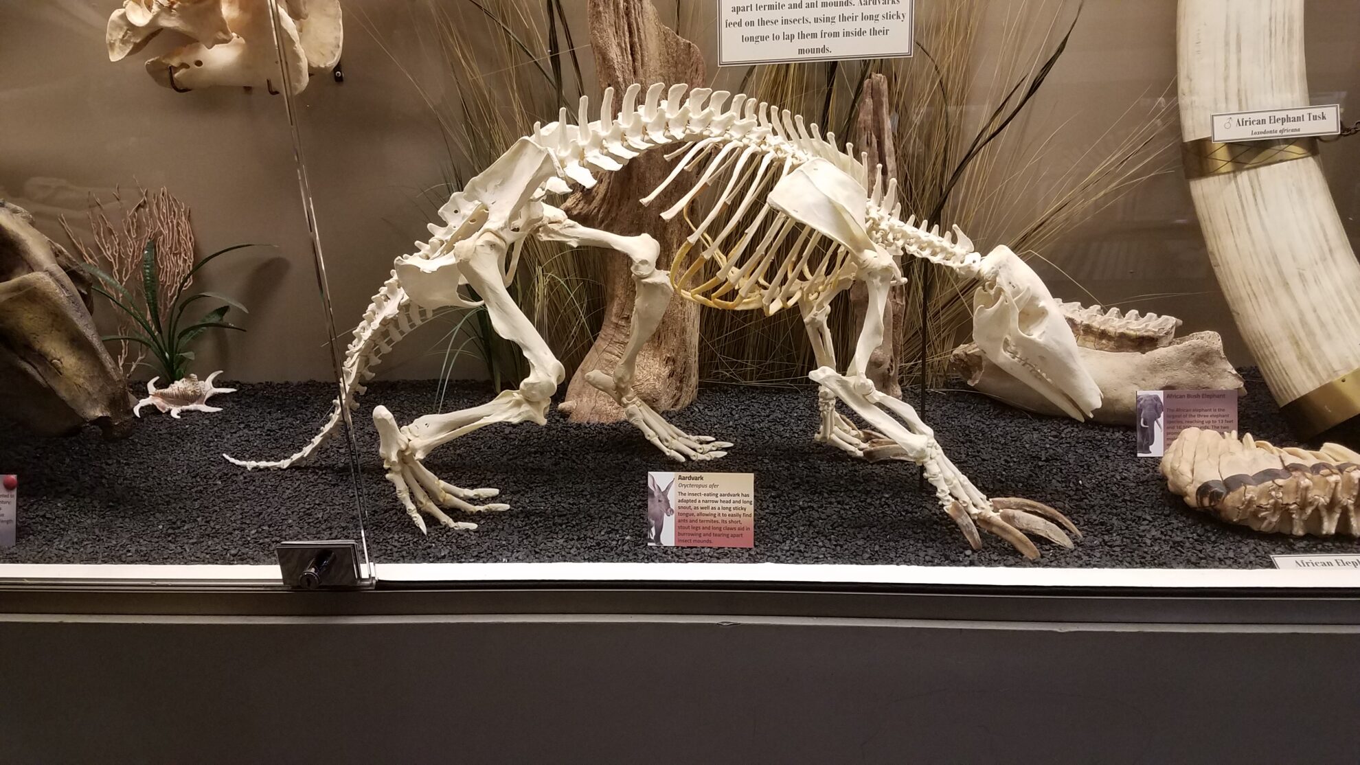 Skeletal Morphology and Locomotion Biomechanics – The Mammal Lab