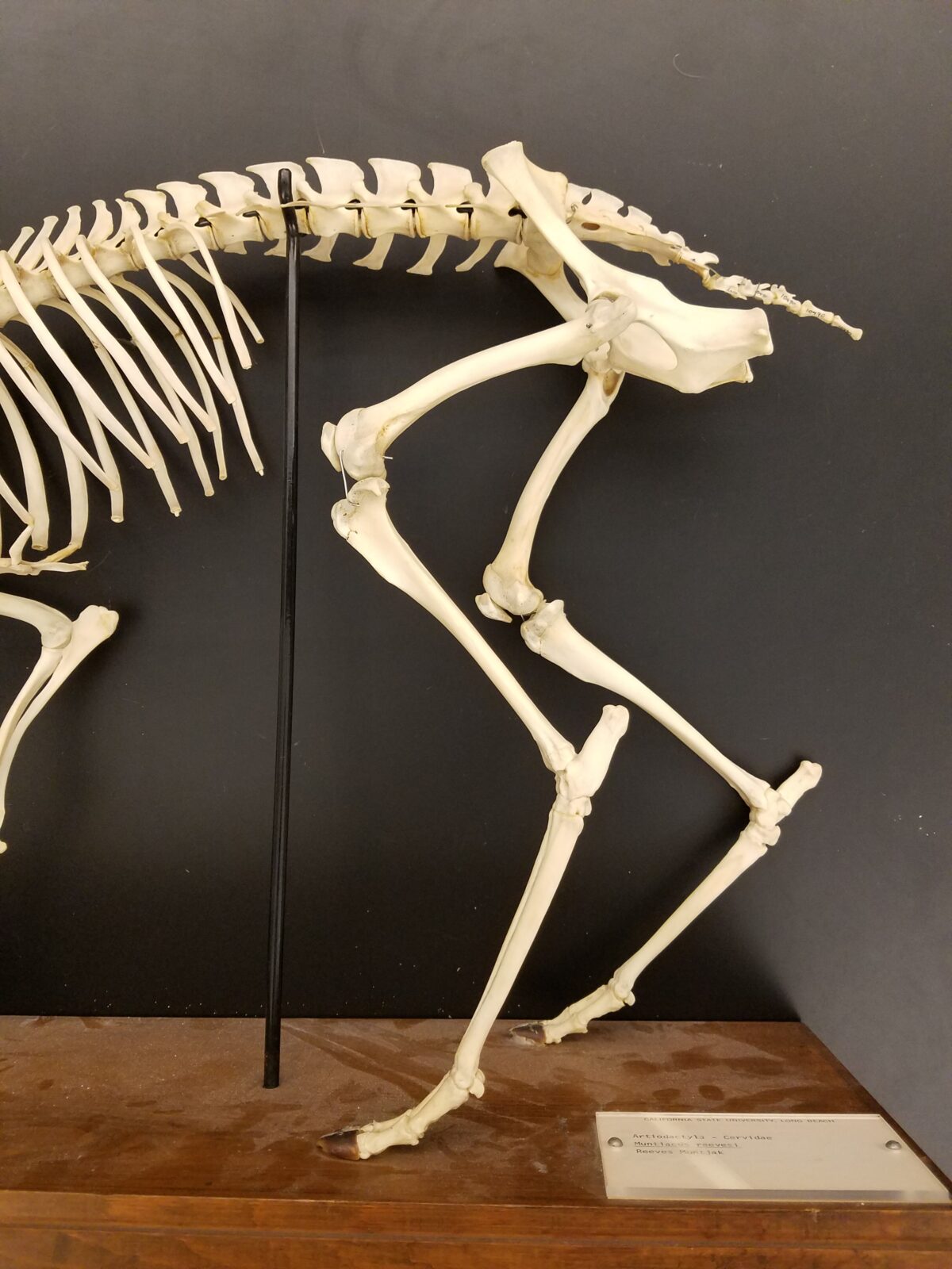 Skeletal Morphology and Locomotion Biomechanics – The Mammal Lab