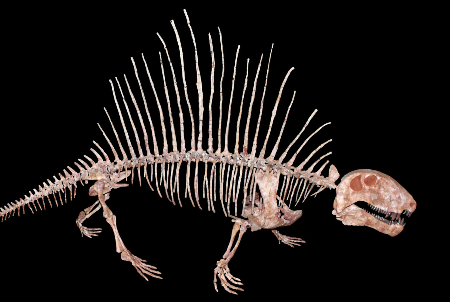 Lateral view of Dimetrodon skeleton