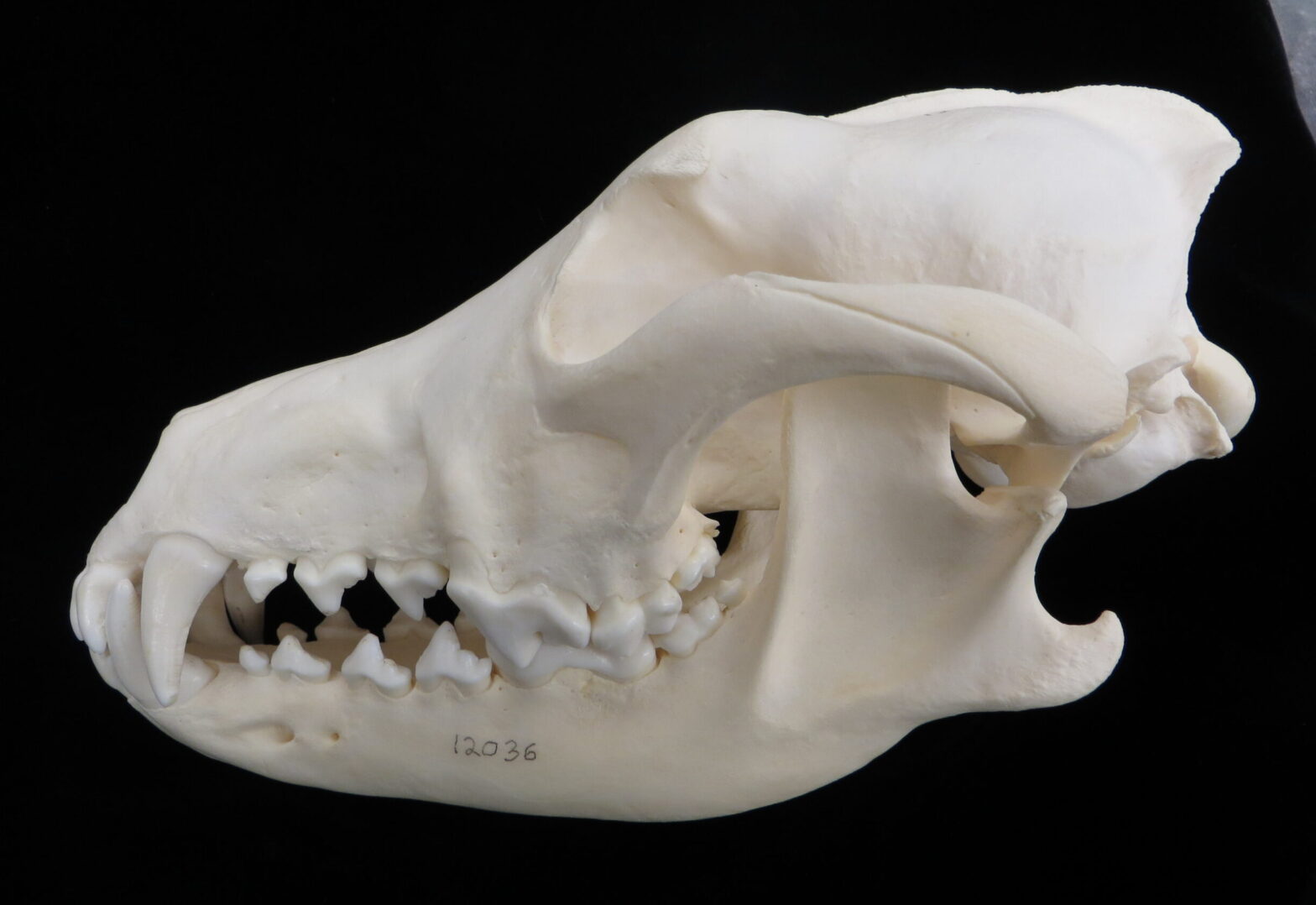 Wolf skull - lateral view