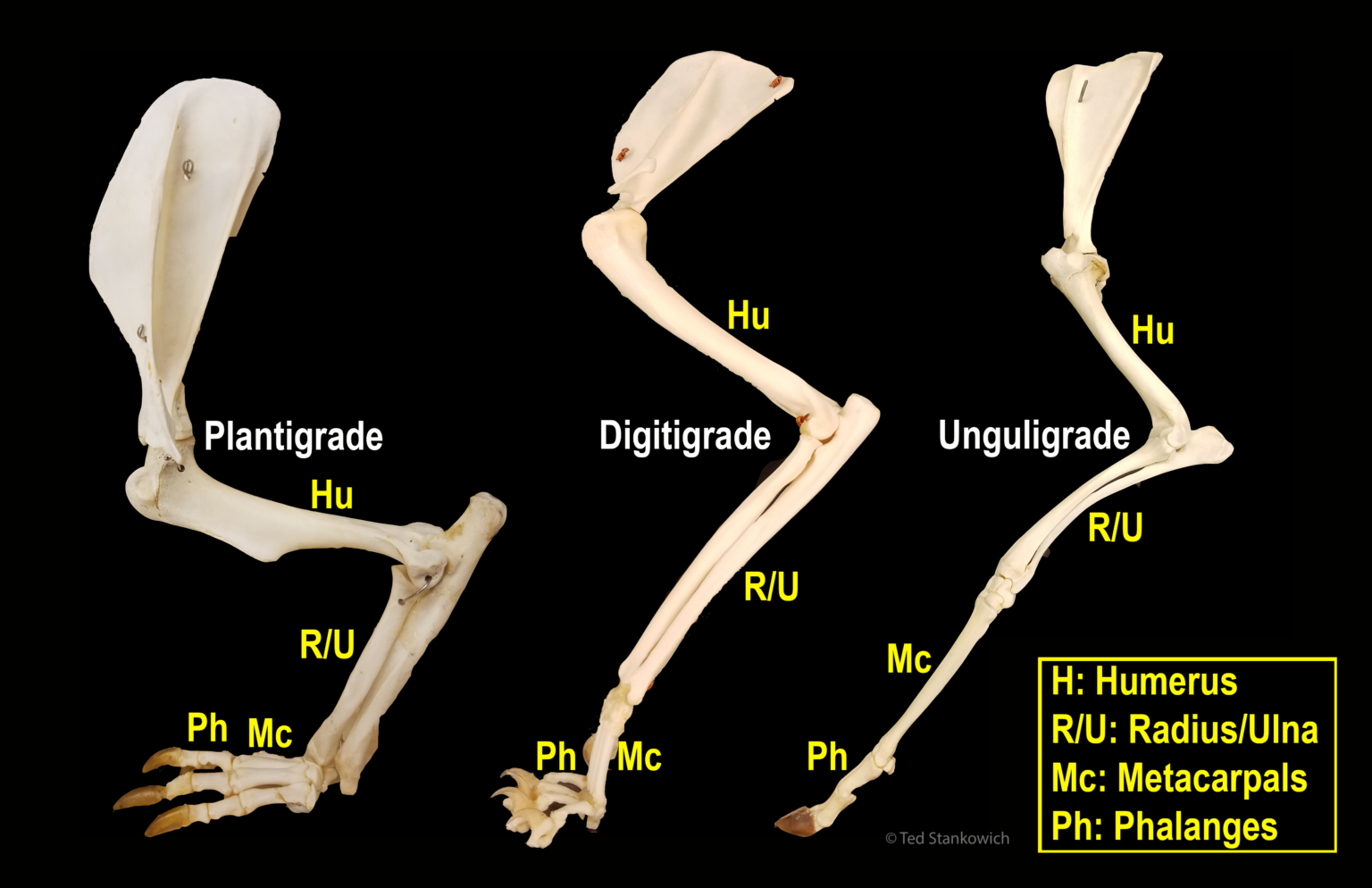 Skeletal Morphology and Locomotion Biomechanics – The Mammal Lab