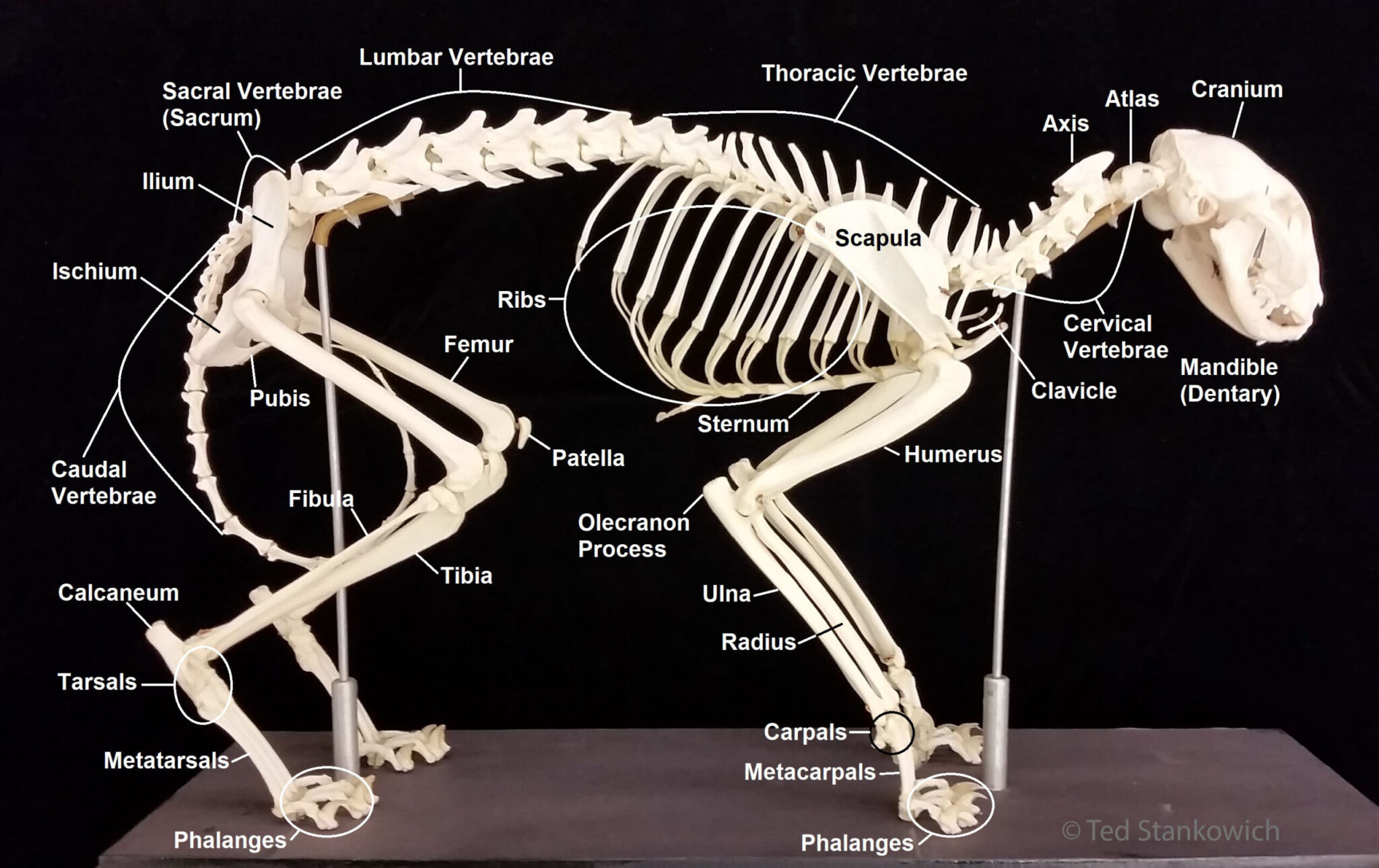 Skeletal Morphology and Locomotion Biomechanics – The Mammal Lab