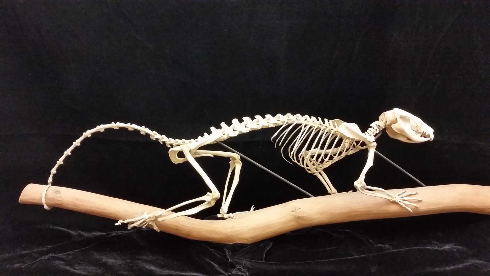 Skeletal Morphology and Locomotion Biomechanics – The Mammal Lab