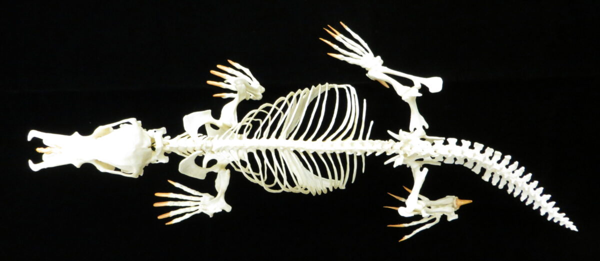 Platypus skeleton