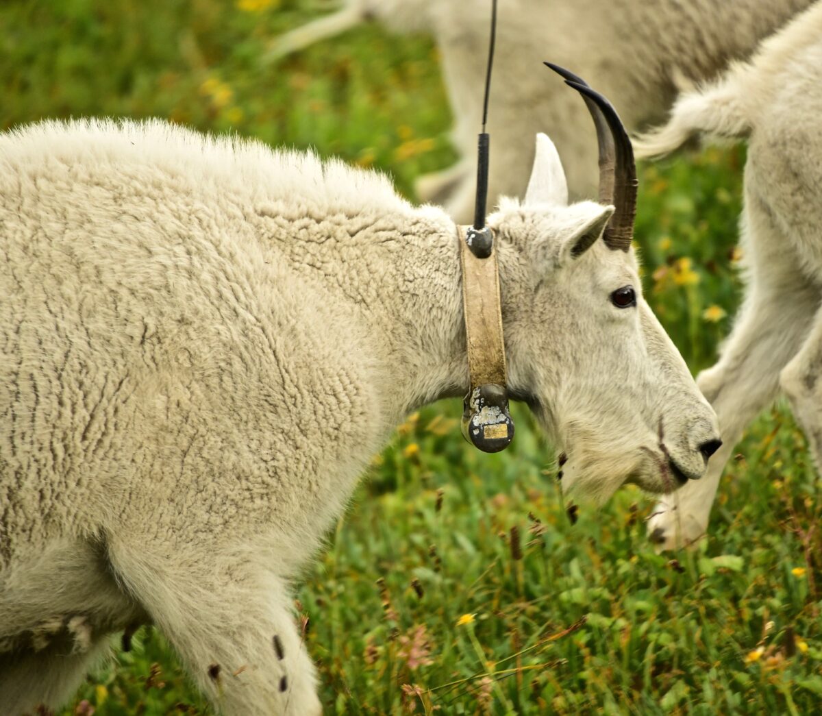 Goat wearing radio collar