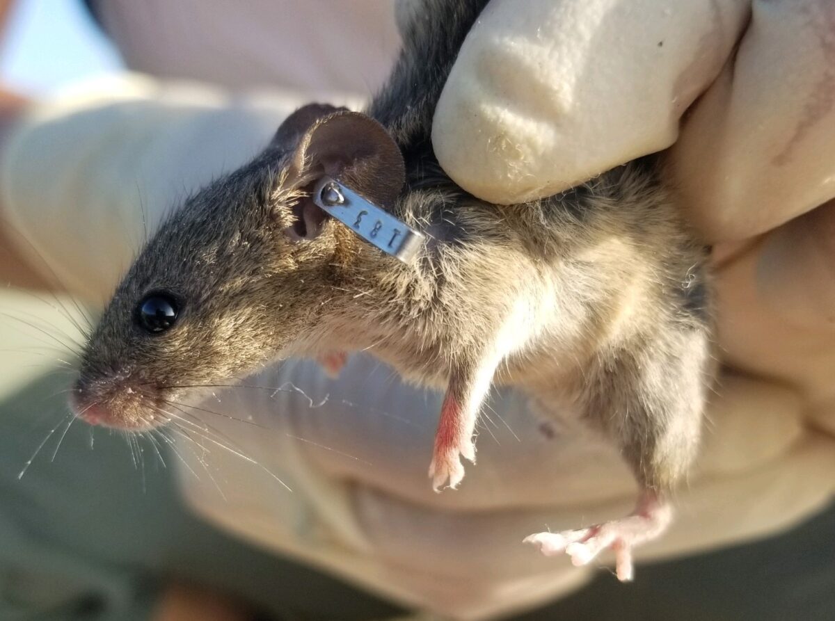 Mouse with eartag