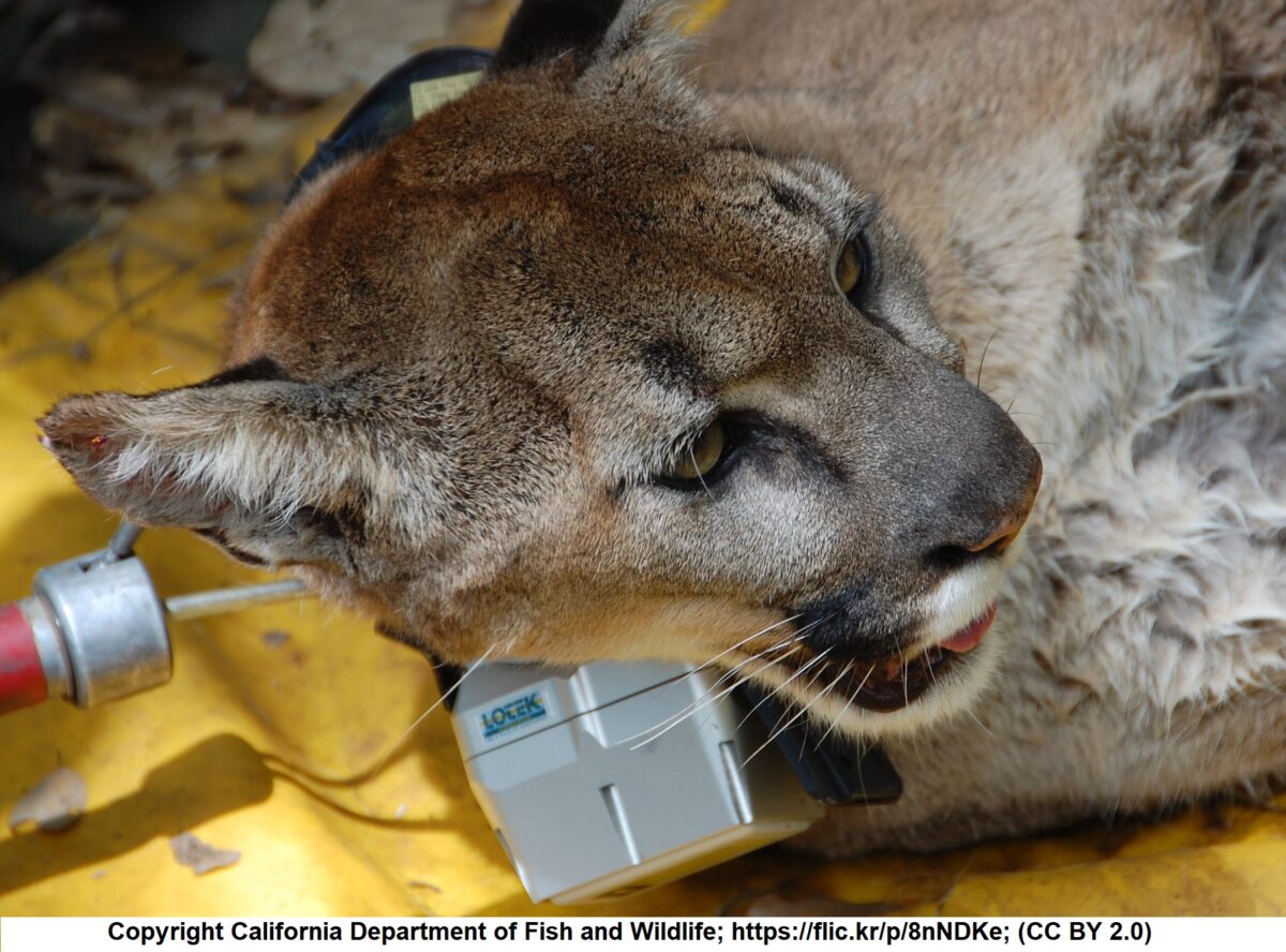 Mountain lion fitted with GPS collar