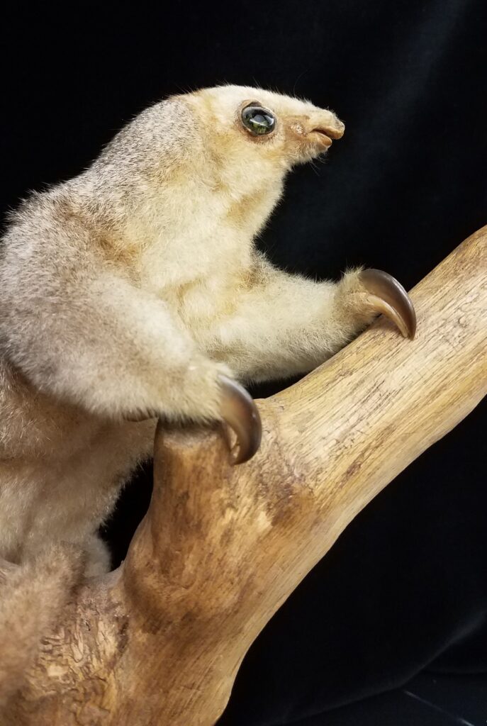 Silky anteater (Cyclopes didactylus) taxidermic mount