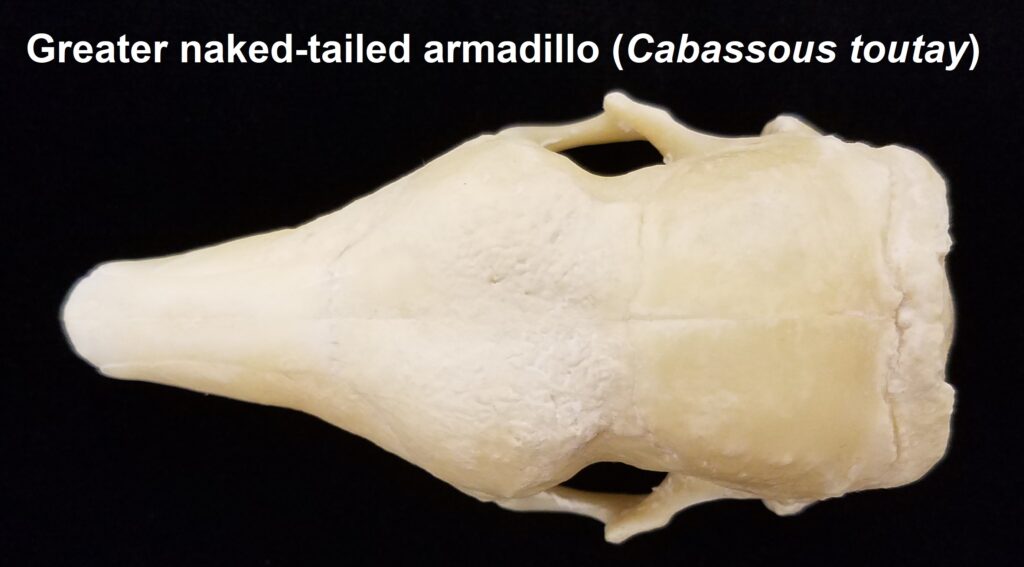 Cabassous toutay skull image - dorsal view