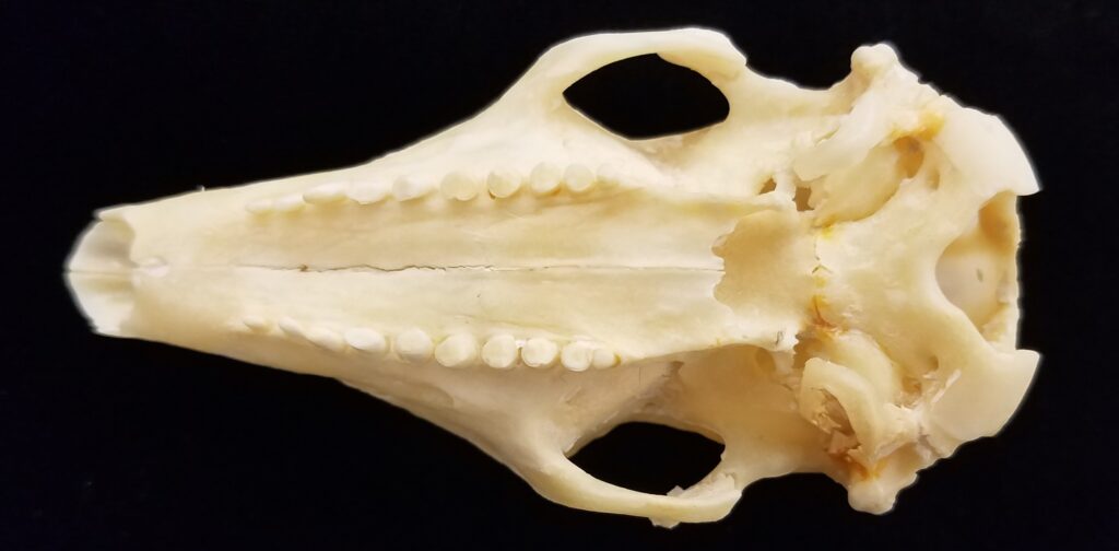 Cabassous toutay skull image - ventral view