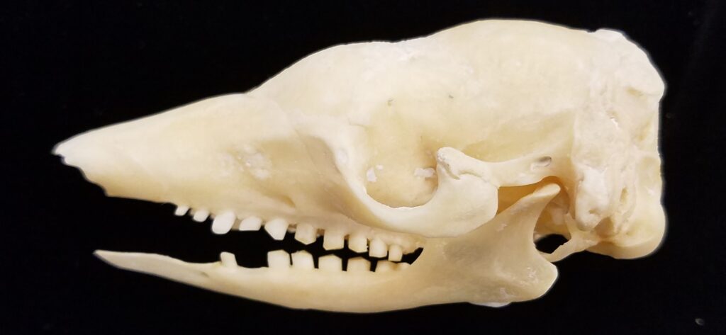 Cabassous toutay skull image - lateral view