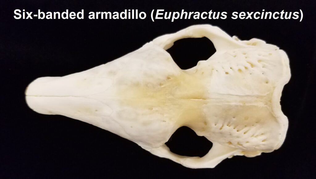 Euphractus sexcinctus skull - dorsal view