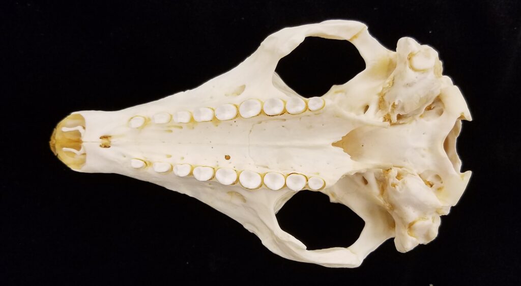 Euphractus sexcinctus skull - ventral view