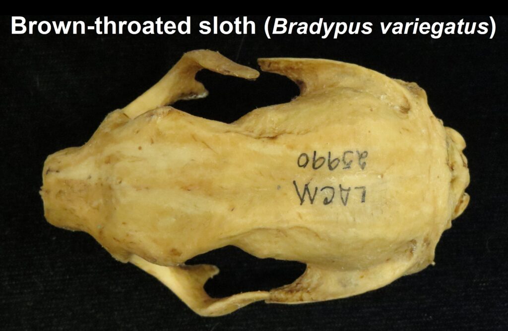 Bradypus variegatus skull - dorsal view
