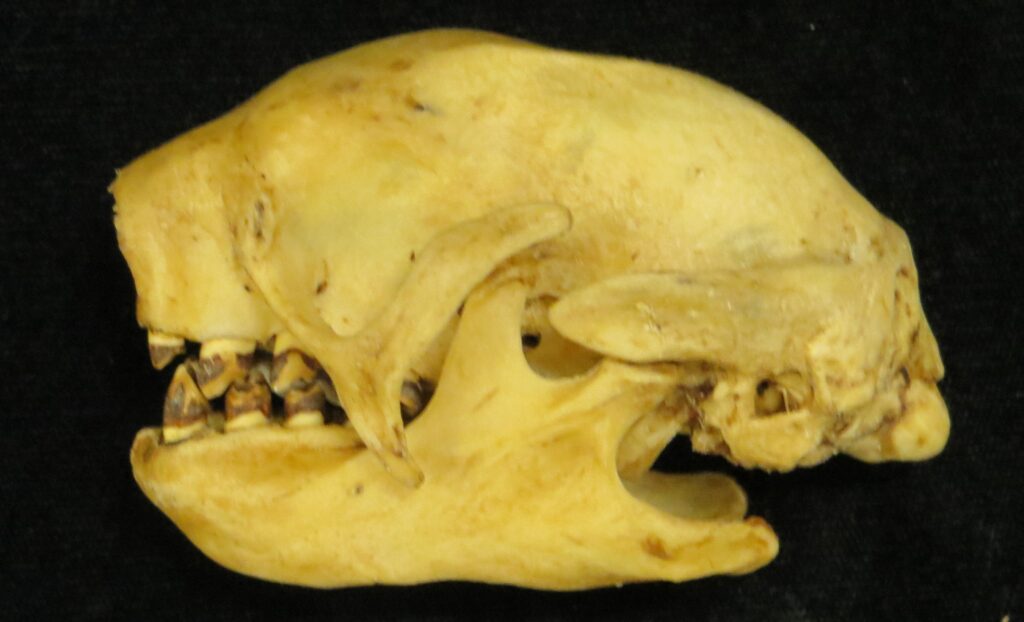 Bradypus variegatus skull - lateral view