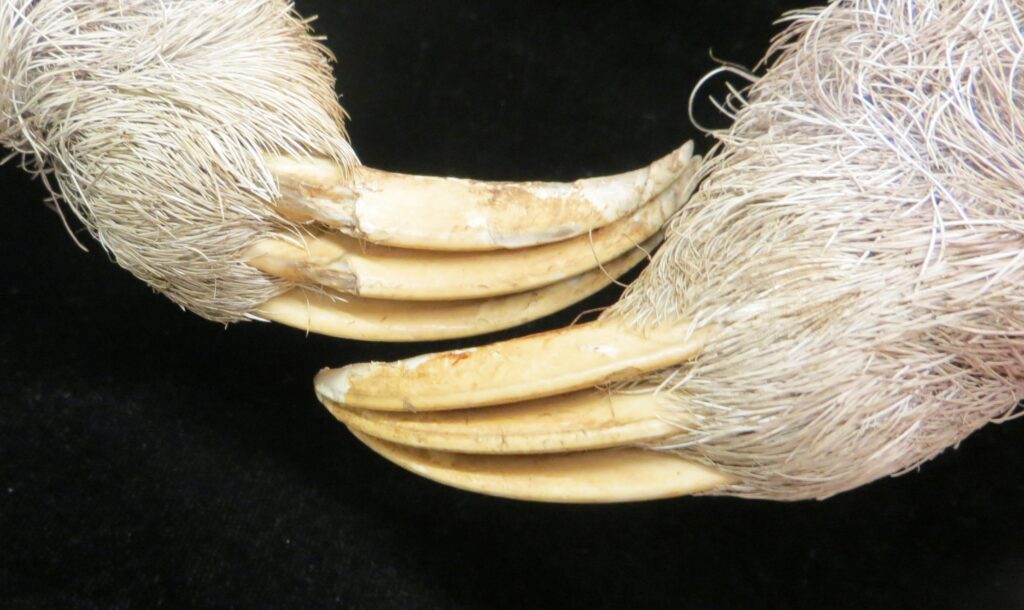 Bradypus tridactylus forefoot claws