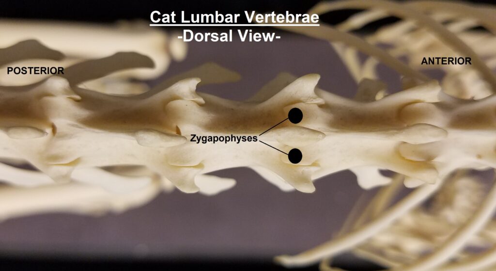 Dorsal view of cat lumbar vertebrae showing normal zygapophyses