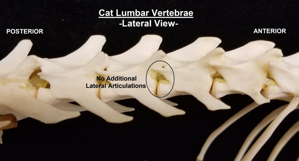 Lateral view of cat lumbar vertebrae showing no additional dorsal and ventral xenarthrous arcticulations