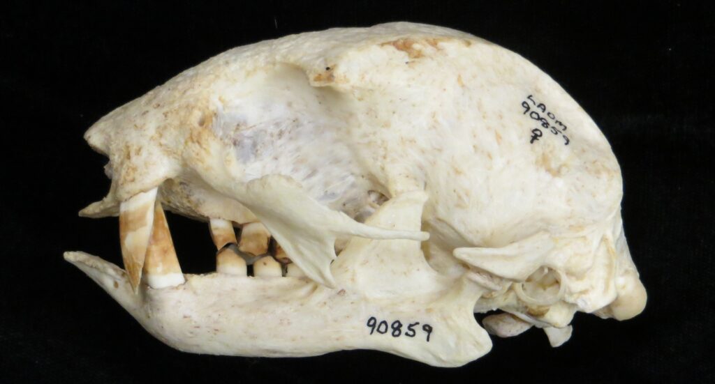 Choloepus hoffmanni skull - lateral view