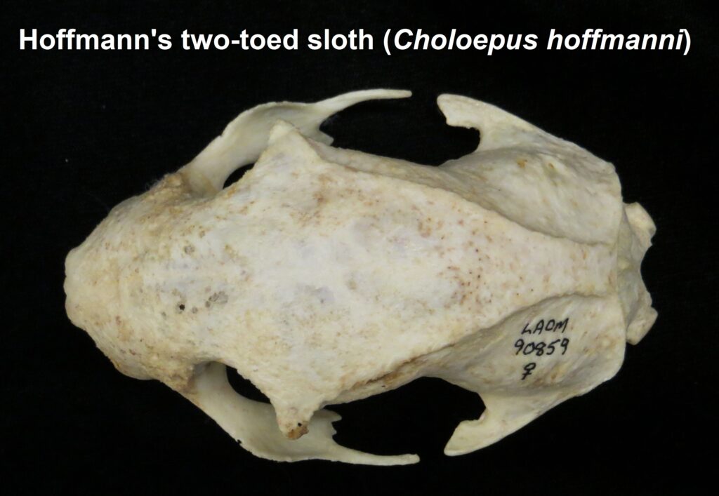 Choloepus hoffmanni skull - dorsal view