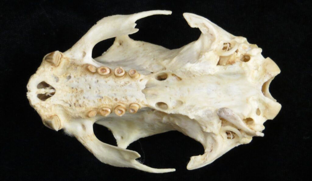 Choloepus hoffmanni skull - ventral view