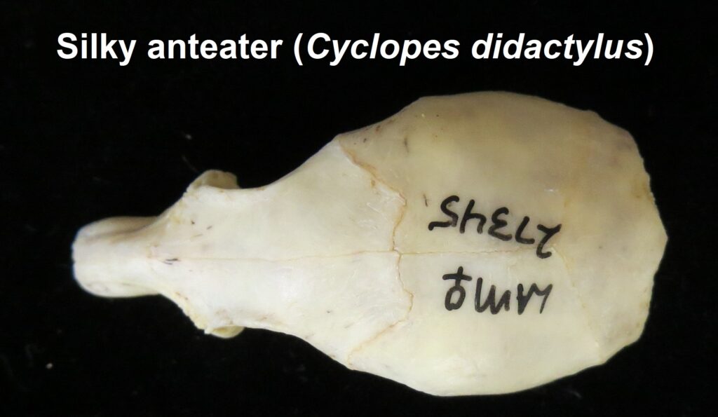 ​Cyclopes didactylus skull - dorsal view