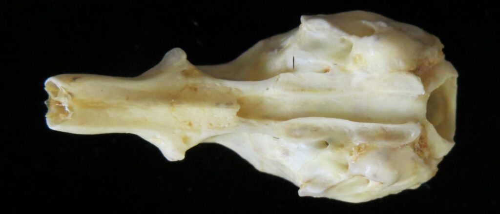 ​Cyclopes didactylus skull - ventral view