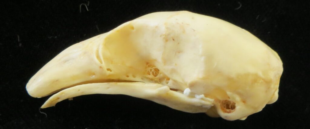 ​Cyclopes didactylus skull - lateral view