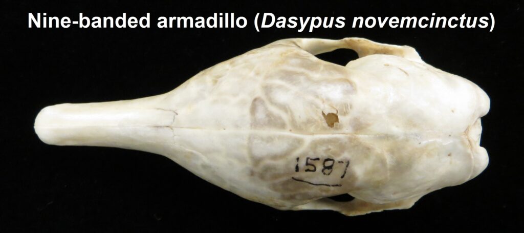 Dasypus novemcinctus skull - dorsal view