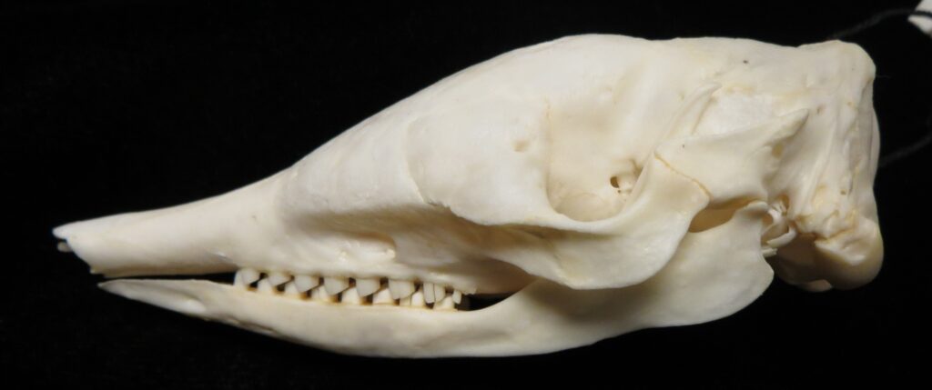 Dasypus novemcinctus skull - lateral view