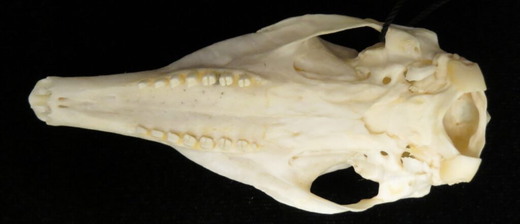 Dasypus novemcinctus skull - ventral view