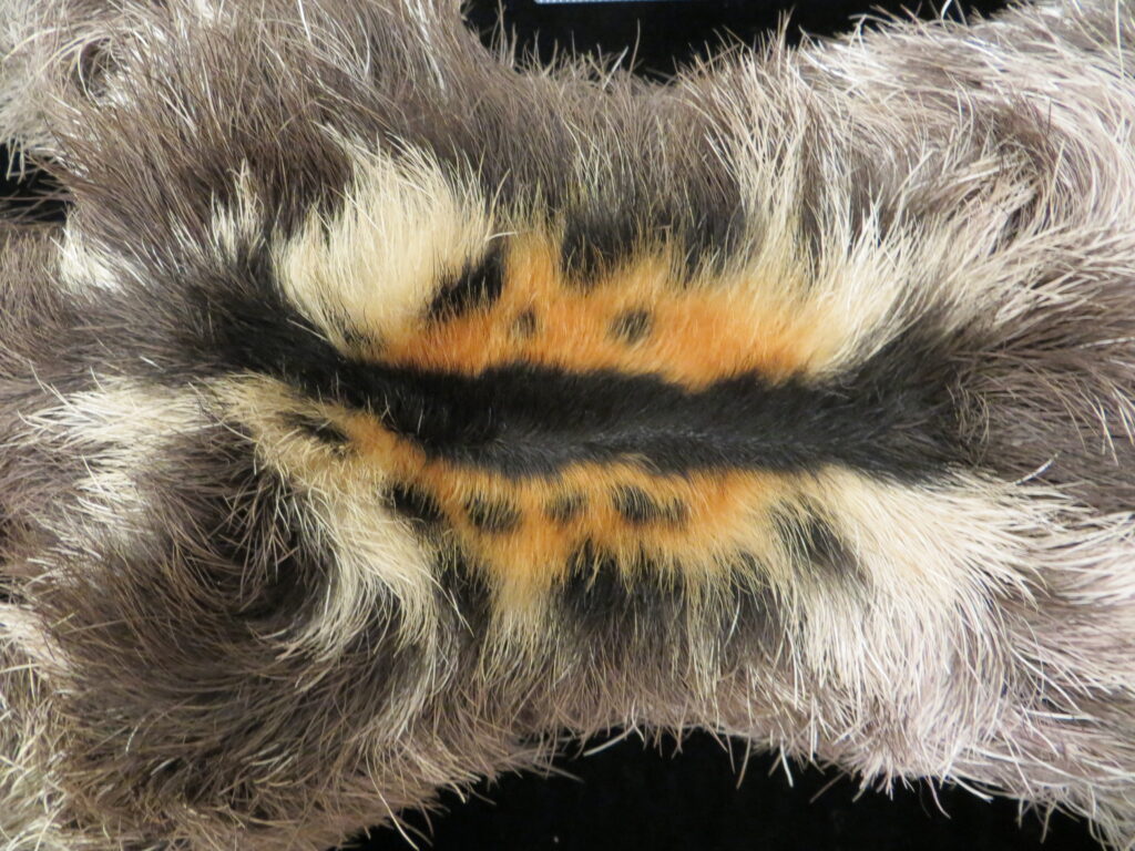 Orange, black, and white fur of the speculum of a male three-toed sloth (Bradypus tridactylus) on a taxidermic mount.