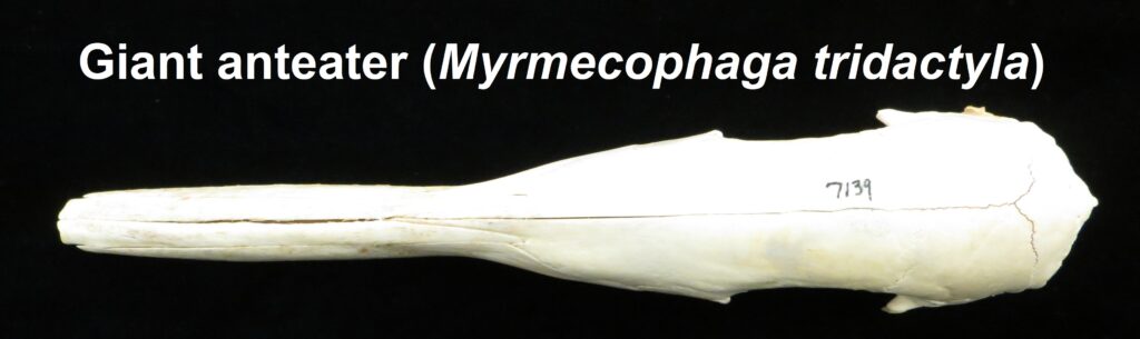 Myrmecophaga tridactyla skull - dorsal view