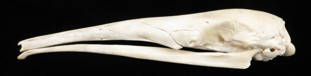 Myrmecophaga tridactyla skull - lateral view