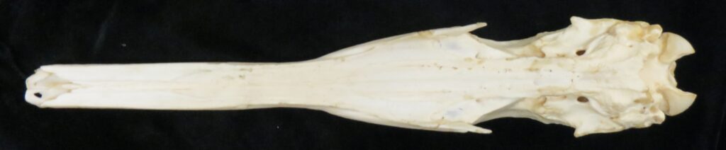 Myrmecophaga tridactyla skull - ventral view