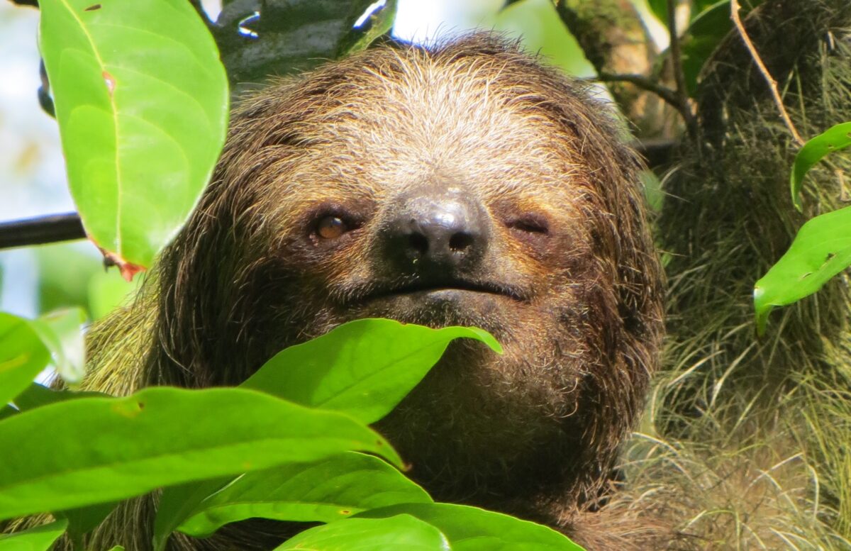 Brown-throated sloth (Bradypus variegatus) facing camera, partially occluded by green leaves