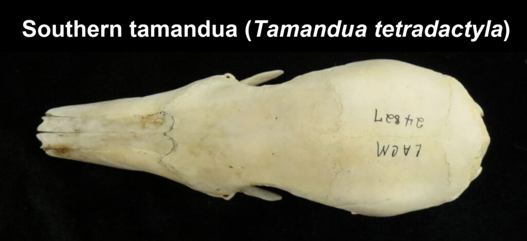 Tamandua tetradactyla skull - dorsal view