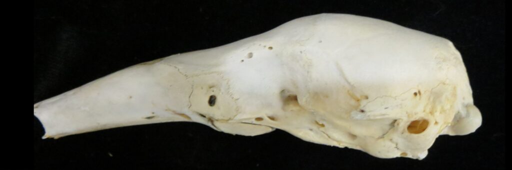 Tamandua tetradactyla skull - lateral view