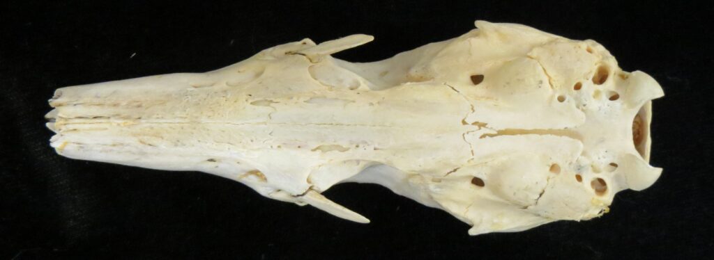 Tamandua tetradactyla skull - ventral view