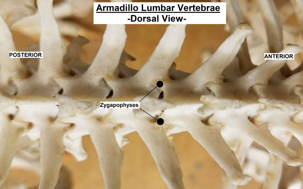 Dorsal view of armadillo lumbar vertebrae showing normal zygapophyses