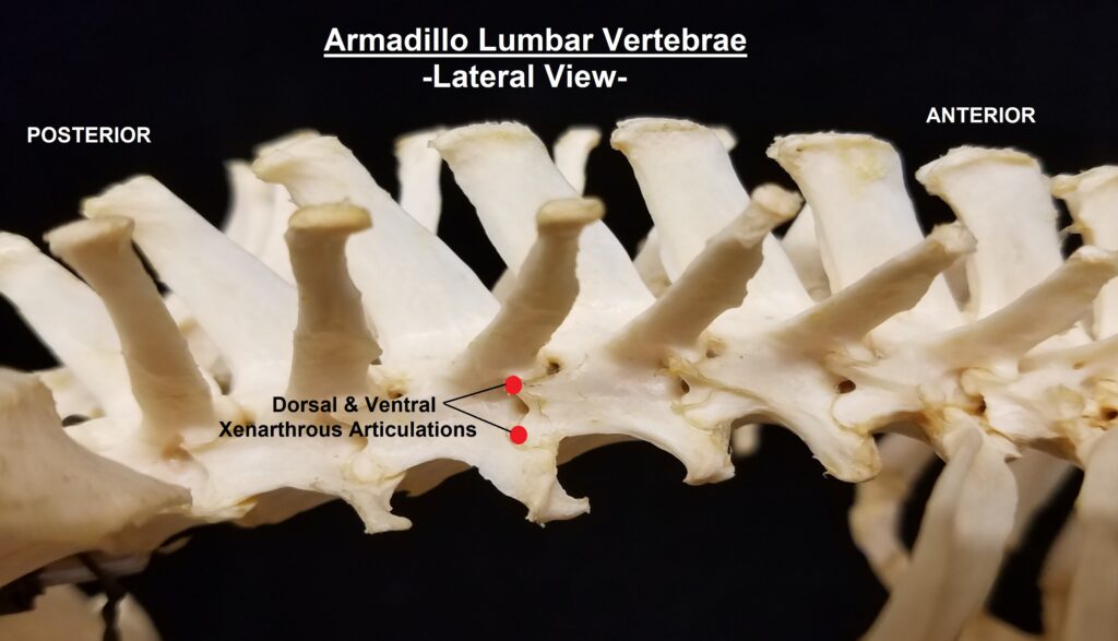 Lateral view of armadillo lumbar vertebrae showing dorsal and ventral xenarthrous arcticulations