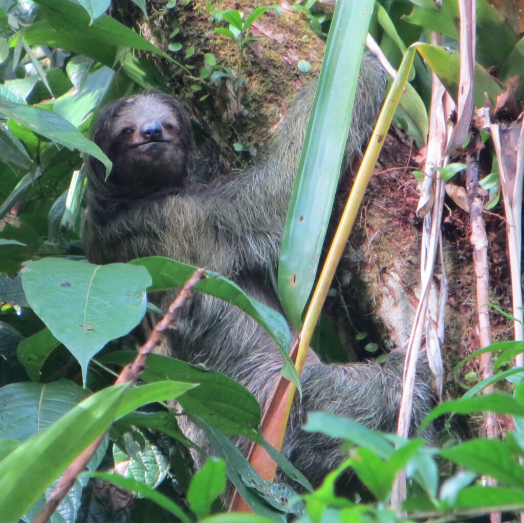 Brown-throated sloth (Bradypus variegatus) clinging to tree trunk