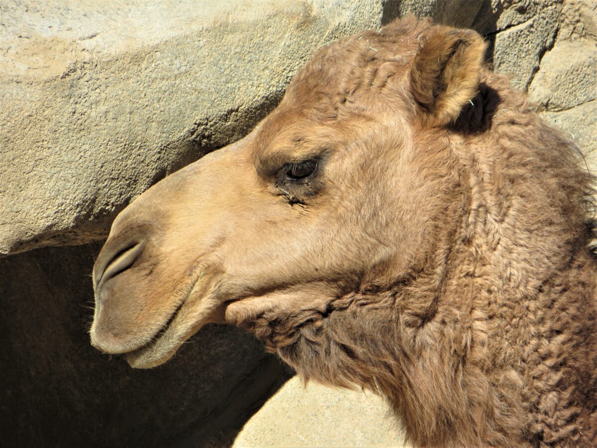 Close up of the head of a camel looking to the left