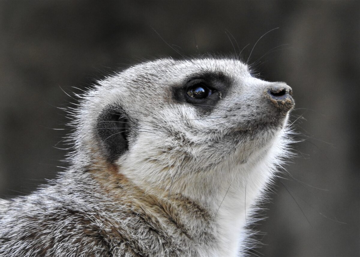 A meerkat looking up into the sky to the right
