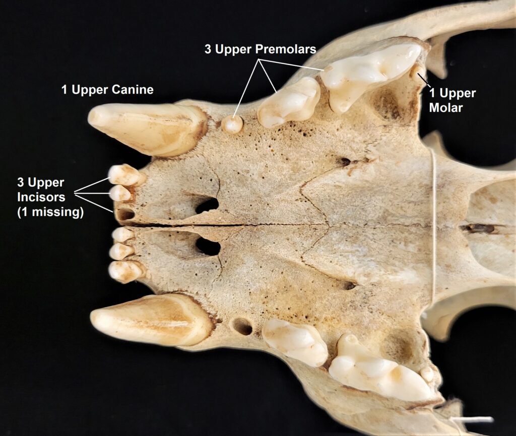 Ventral view of the anterior portion of an mountain lion skull showing the different tooth types. Labeled are 3 incisors, 1 canine, 3 premolars, and 1 molar