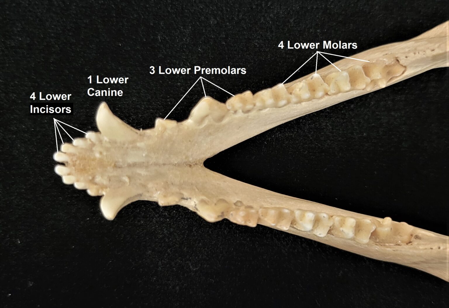 Ted Stankowich The Mammal Lab