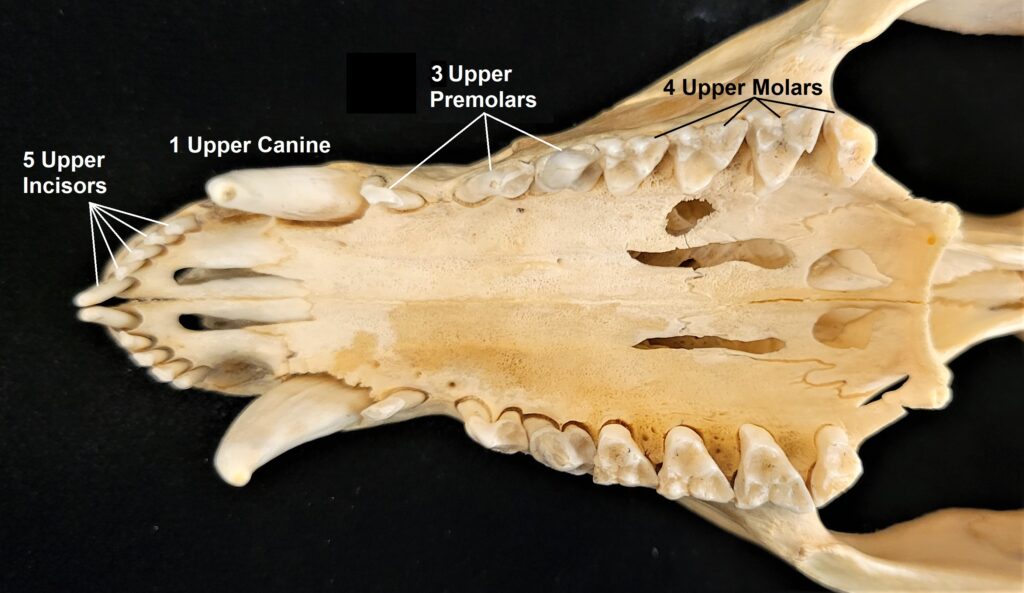Ventral view of the anterior portion of an opossum skull showing the different tooth types. Labeled are 5 incisors, 1 canine, 3 premolars, and 4 molars