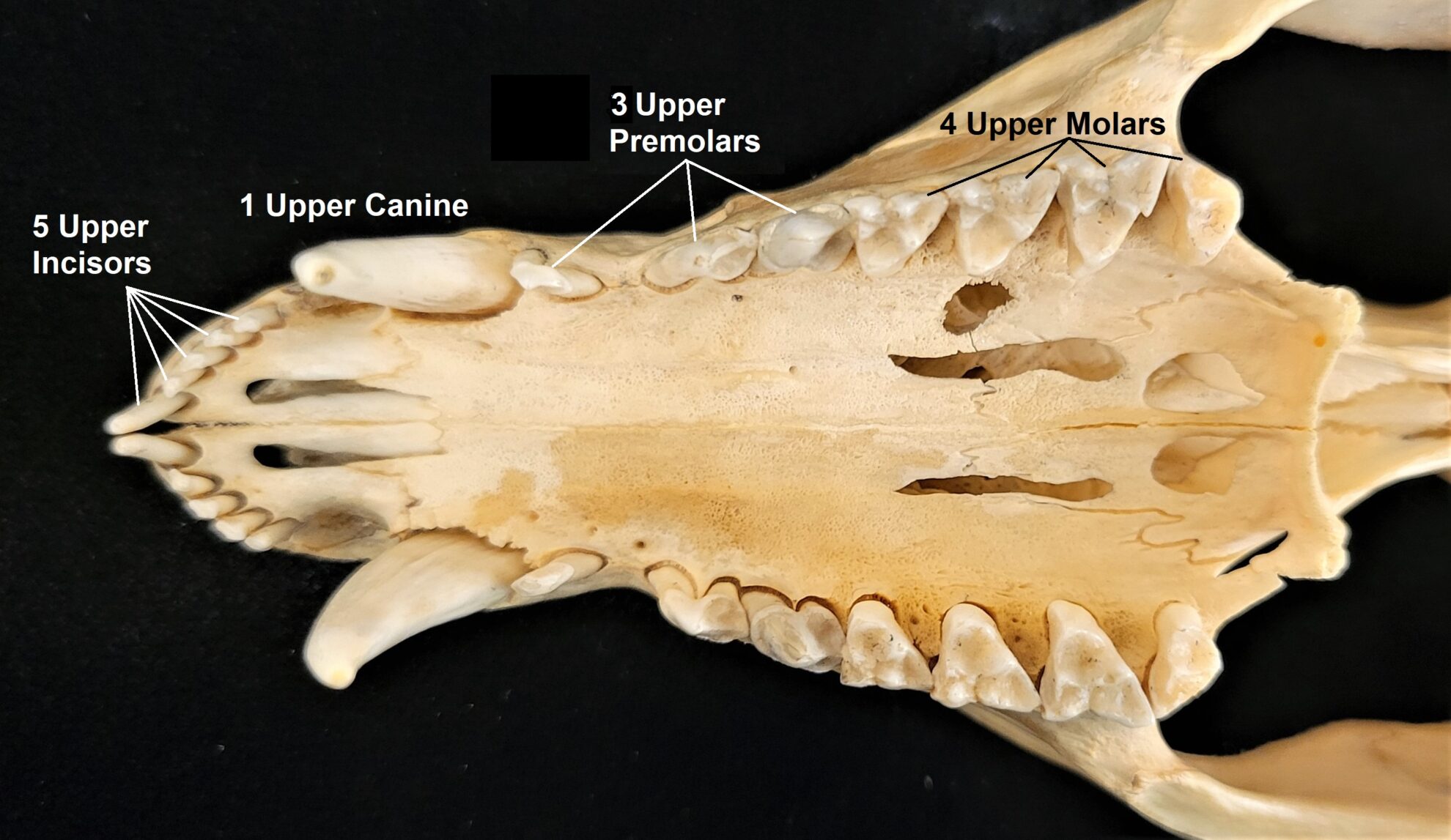 introduction-to-mammalogy-lab-the-mammal-lab