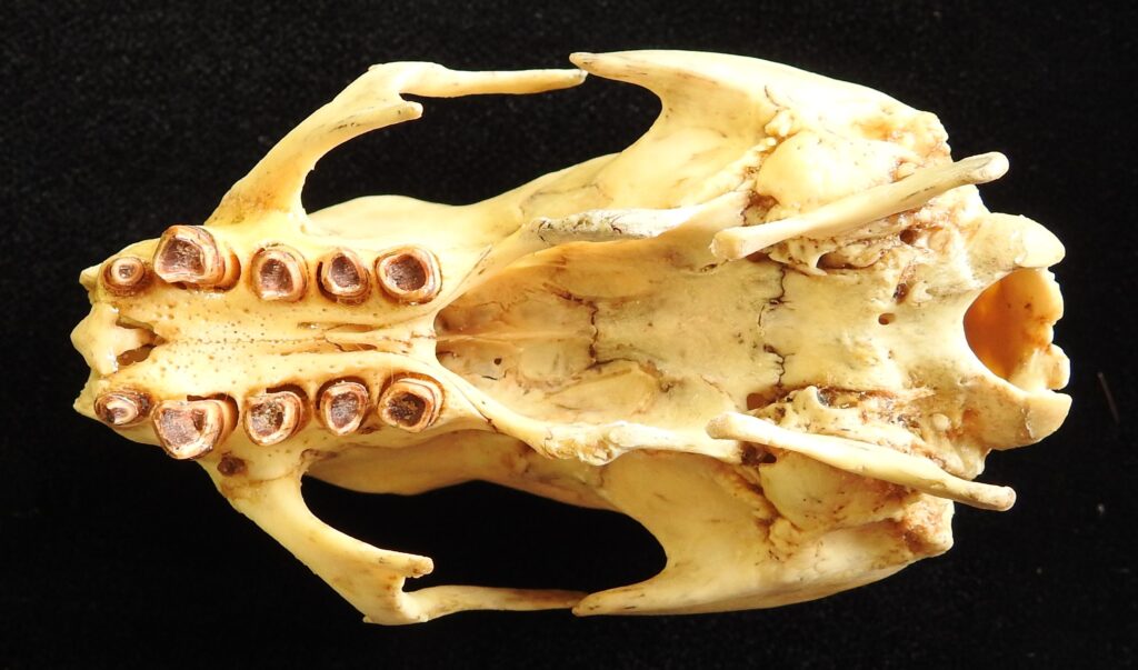 Bradypus variegatus skull - ventral view